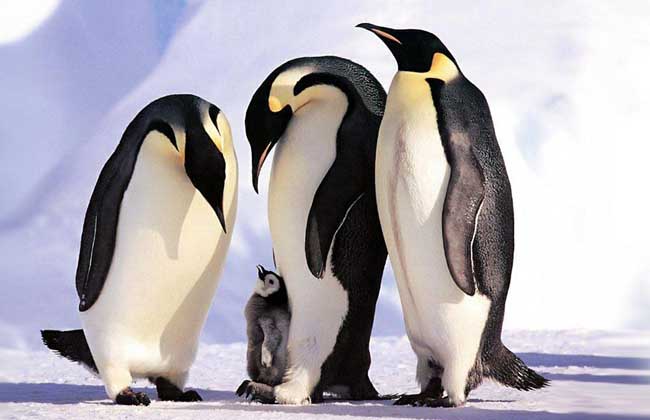 企鹅一般在几月份产卵