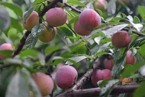 湖南适合种植什么果树？5种市场前景好的水果推荐给湖南乡