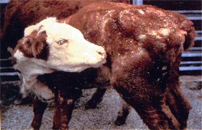 肉牛养殖常见的寄生虫症状及防治方法