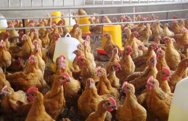 发酵床养鸡技术