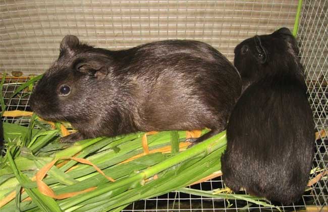 提高黑豚繁殖力的几种措施