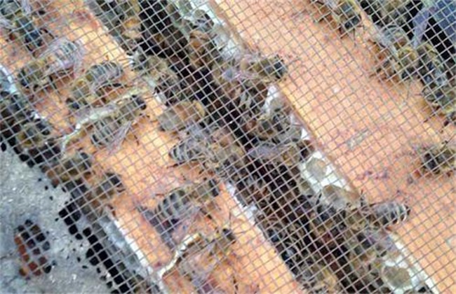 自然分蜂和人工分蜂哪个比较好