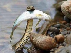 梦见蛇吃鱼是什么意思,梦到鱼蛇水有什么预兆