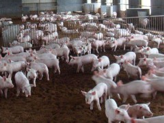 100头养猪场投资多大,自动化设备约需8万元左右