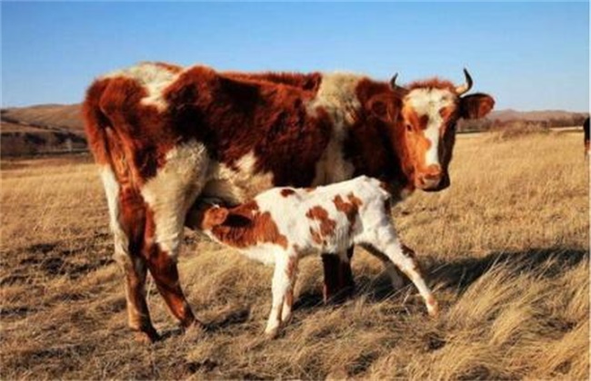 母牛不孕的原因及解决措施