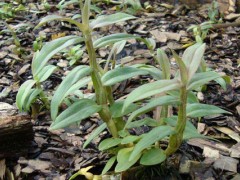 特色养殖种植项目,8个好项目分析