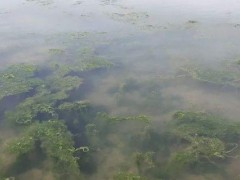 水产腐殖酸钠杀青苔用？