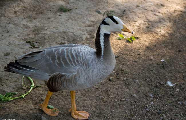 大雁吃什么<a href=https://www.dadasou.com/news/139826.html target=_blank class=infotextkey>食物</a>