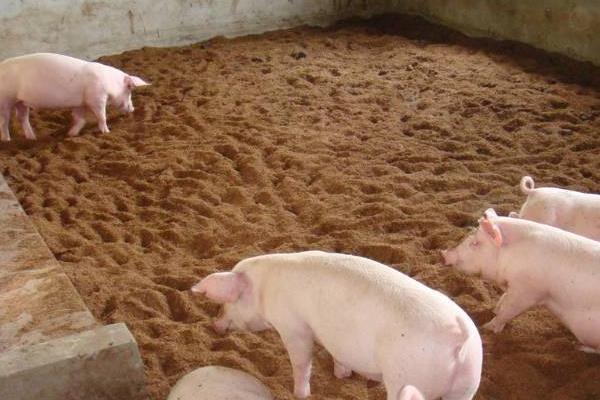 梦见猪圈是什么意思 梦到猪圈里有猪和猪粪有什么预兆