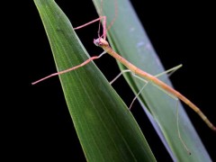 竹节虫是害虫还是益虫?