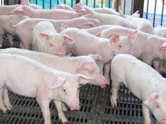 猪传染性胃肠炎防治方法