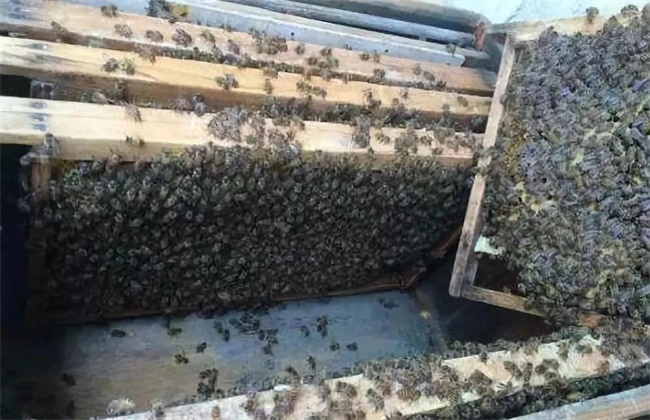 蜂箱蜂群水分过多该怎么办