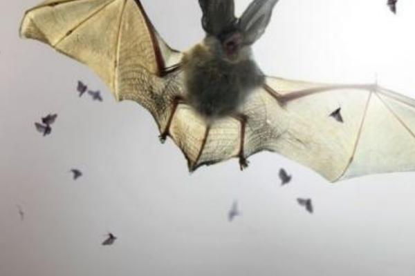 梦见蝙蝠是什么意思 女人梦到一群蝙蝠扑向自己有什么预兆