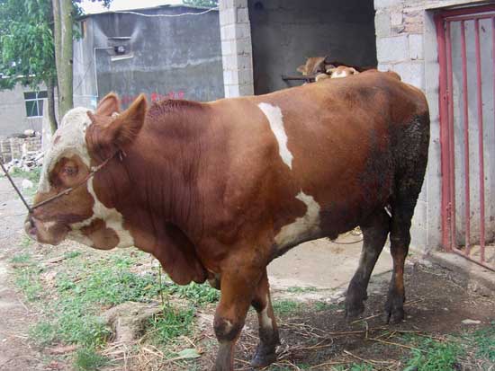 肉牛的养殖前景分析