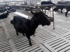 黑山羊养殖对羊舍有哪些要求