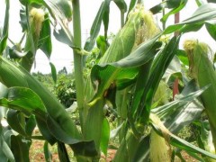 合玉25号玉米种子,适合黑龙江地区种植