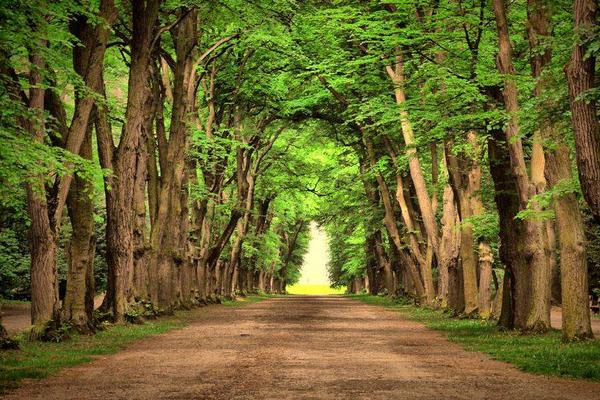 梦见森林是什么意思 梦到在绿色的森林里行走有什么预兆