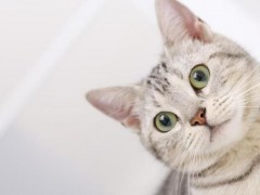 梦见猫追我是什么意思,女人梦到自己被猫追有什么预兆