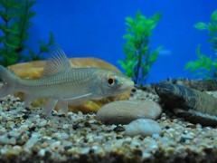 赤眼鳟生态养殖技术
