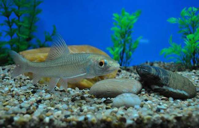 赤眼鳟生态<a href=https://www.dadasou.com/ny/yangzhi/ target=_blank class=infotextkey>养殖</a><a href=https://www.dadasou.com/news/142649.html target=_blank class=infotextkey>技术</a>