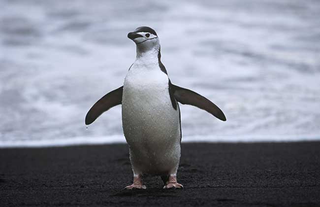 企鹅为什么不会飞