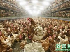 今年入冬又见H7N9禽流感,