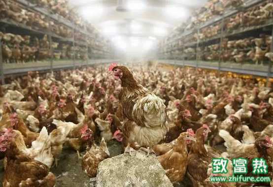 今年入冬又见H7N9禽流感 