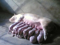 母猪产后瘫痪治疗方法