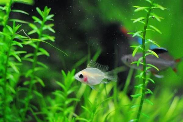 养孔雀鱼用什么水草 养金鱼用什么水草 达达搜