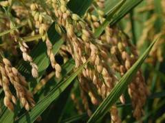龙粳63水稻品种介绍