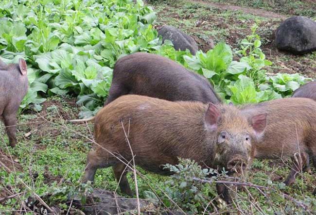 贵州野猪养殖场