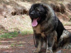 高加索犬战斗力怎么样?