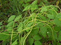 菟丝子种植前景怎么样,菟丝子分几种