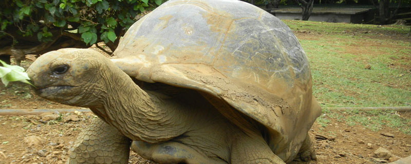 象龟的寿命可达多少岁