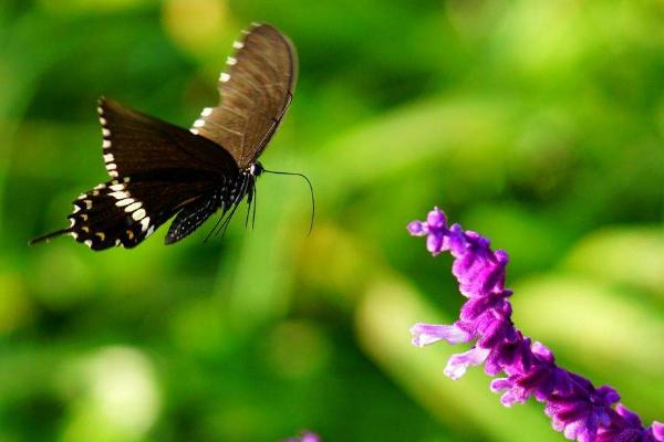 梦见黑蝴蝶是什么意思 女人梦到黑蝴蝶落到自己身上有什么预兆