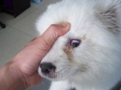 犬瘟热初期症状有哪些?