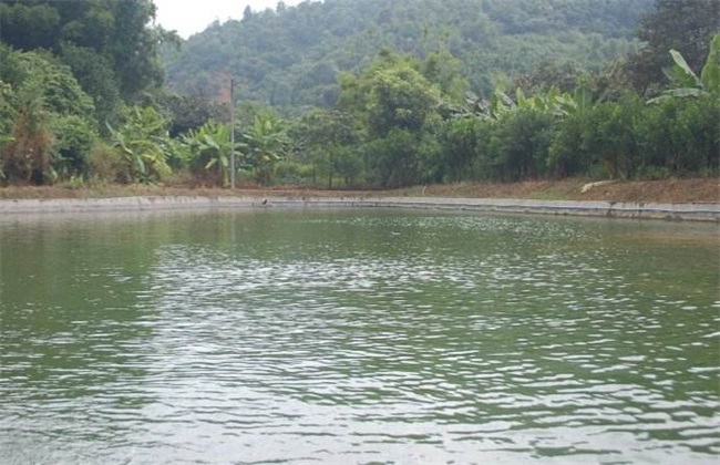 罗非鱼 养殖模式 池塘 稻田