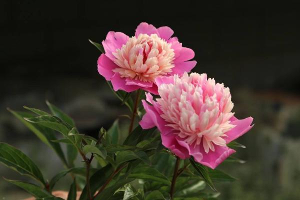 梦见芍药花开是什么意思 女人梦到带苞的芍药花有什么预兆