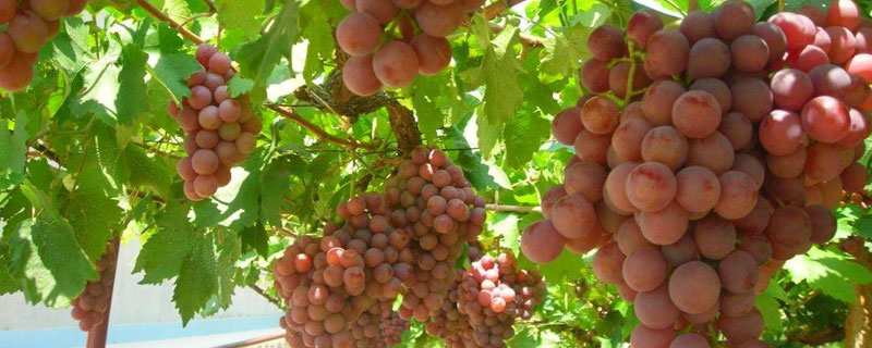 适合南方种植的葡萄品种有哪些