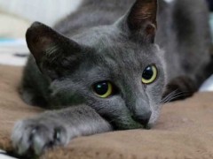 俄罗斯蓝猫怎么养?
