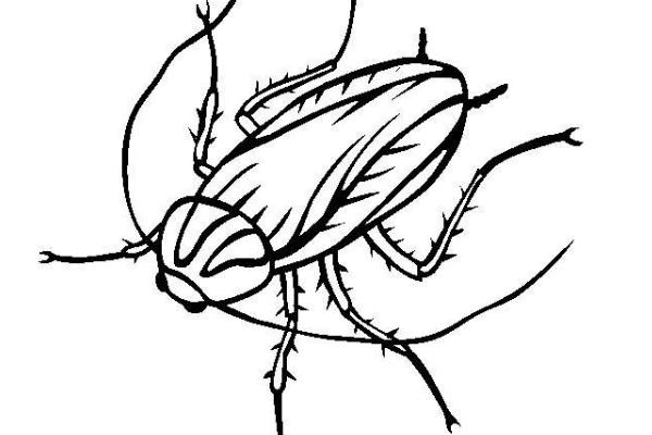 梦见蟑螂是什么意思 梦见成群蟑螂爬到身上有什么预兆