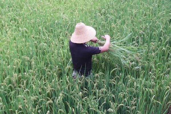 牡丹江35水稻品种特征及介绍，种子农资店或种子店有卖