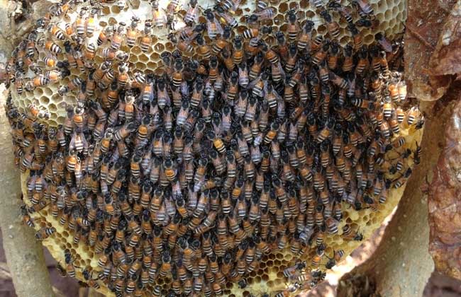 蜜蜂的双王繁殖技术