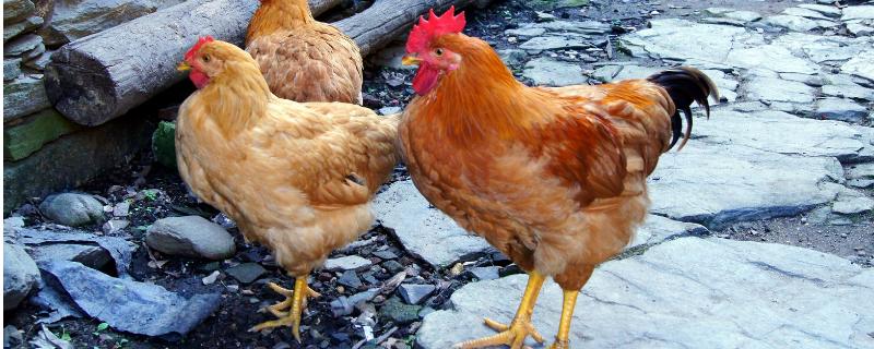 网上合作养鸡的广告是真的吗？怎么分辨真假