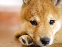 日本柴犬好养吗?