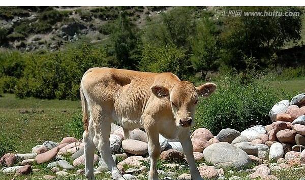 梦见小牛是什么意思 梦到一头刚出生的小牛有什么预兆
