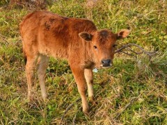梦见小牛是什么意思,梦到一头刚出生的小牛有什么预兆