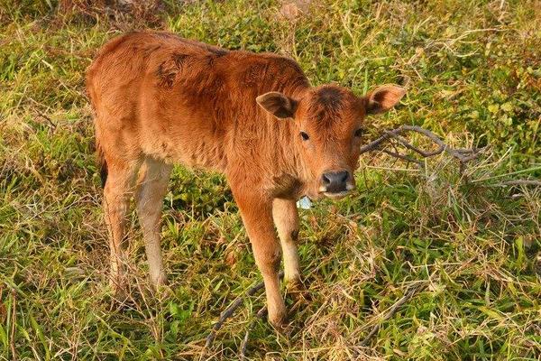 梦见小牛是什么意思 梦到一头刚出生的小牛有什么预兆