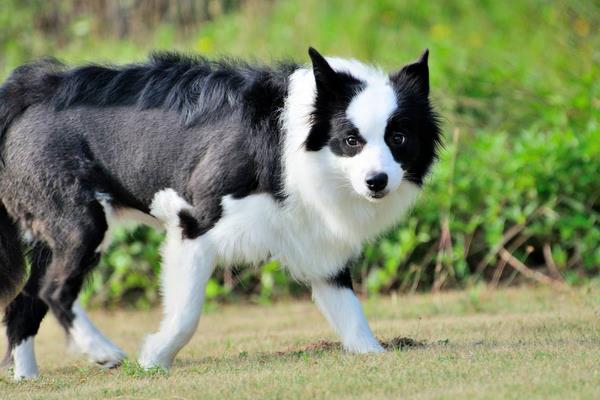 边境牧羊犬掉毛吗 纯种边境牧羊犬辨别方法