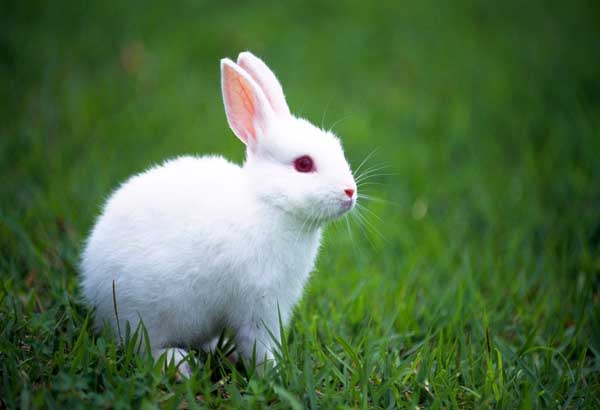 獭兔<a href=https://www.dadasou.com/ny/yangzhi/ target=_blank class=infotextkey>养殖</a>与肉兔养殖有哪些区别